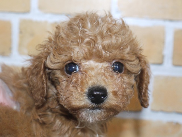 トイ・プードル