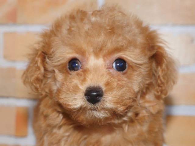 トイ・プードル