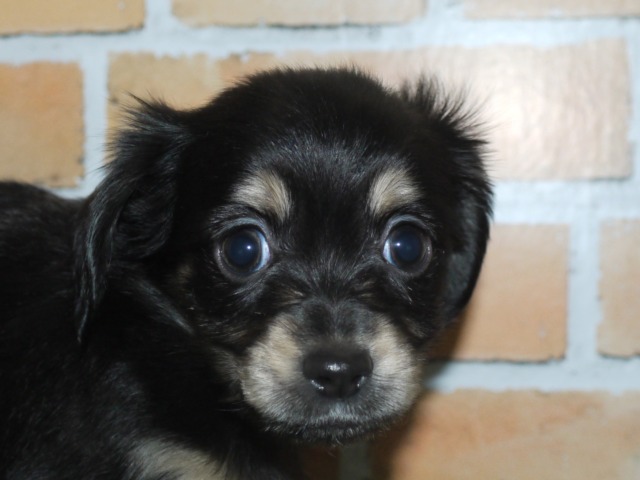 ハーフ犬（父親チワワ　母親ミニチュア・ダックス）