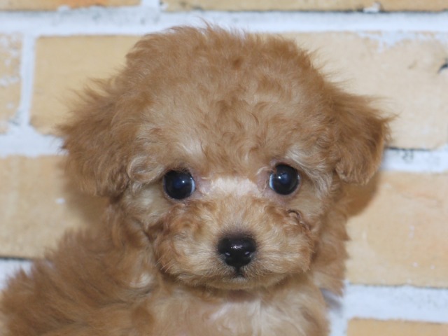 トイ・プードル