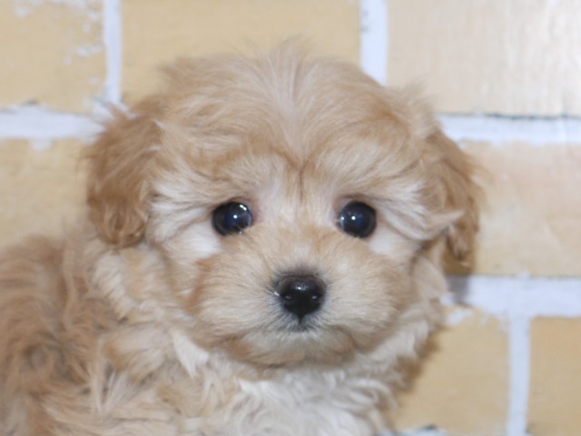 ハーフ犬(父親トイ・プード 母親マルチーズ)