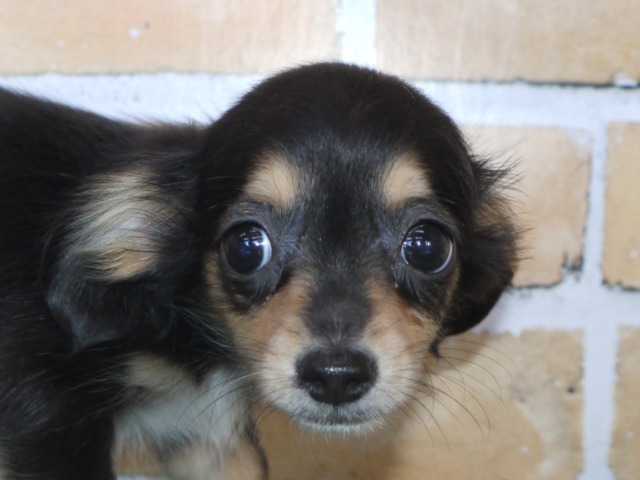 ハーフ犬（父親ミニチュア　ダックス　母親チワワ）