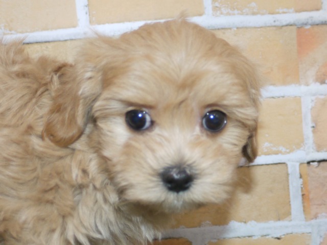 ハーフ犬(父親トイ・プード 母親マルチーズ)