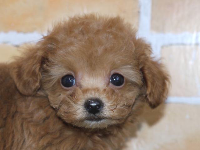 トイ・プードル (ティーカップタイプ)