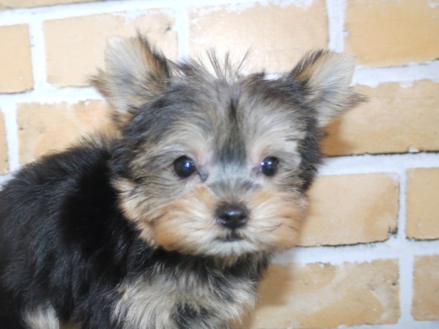 ヨークシャー・テリア