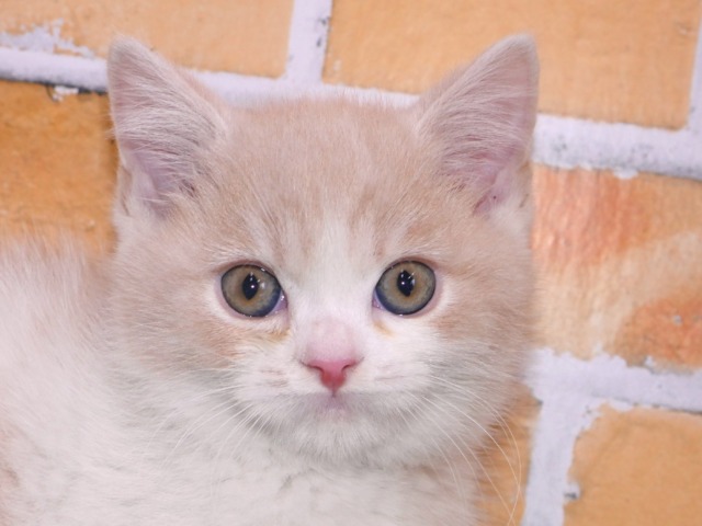 スコティッシュ・フォールド