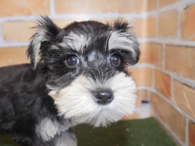 ミニチュア・シュナウザー