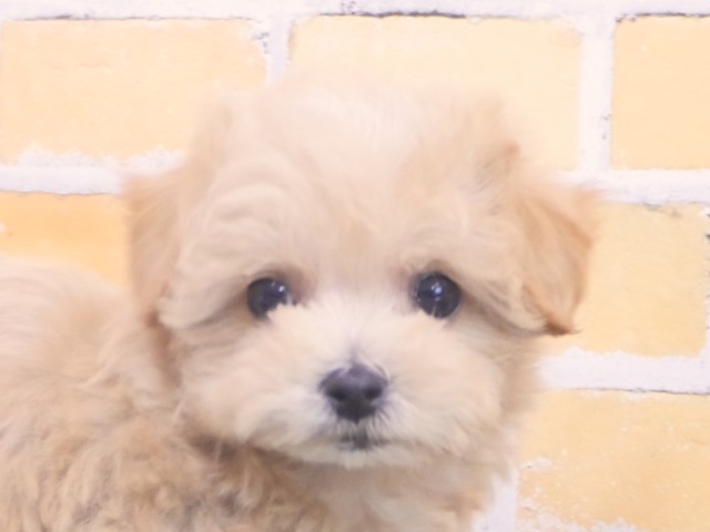 ハーフ犬（父親トイ・プードル　母親マルチーズ）