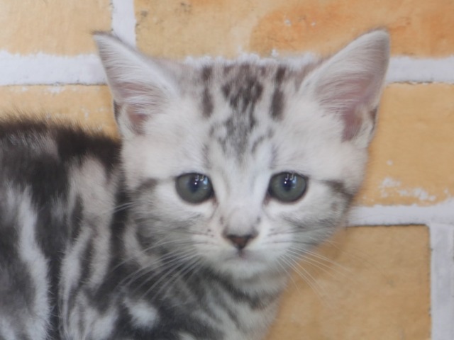 アメリカン・ショートヘア