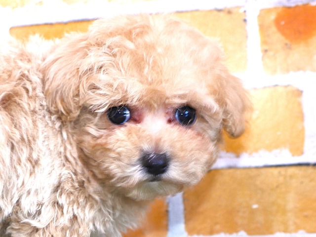 ハーフ犬（父親トイ・プードル　母親マルチーズ）