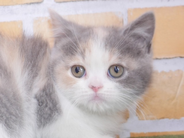 スコティッシュ・フォールド