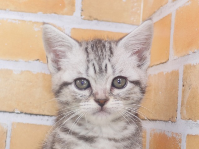 アメリカン・ショートヘア