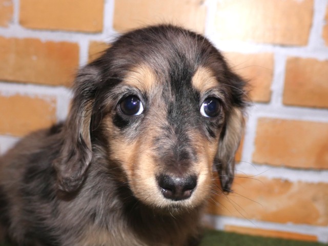 ミニチュア ダックス