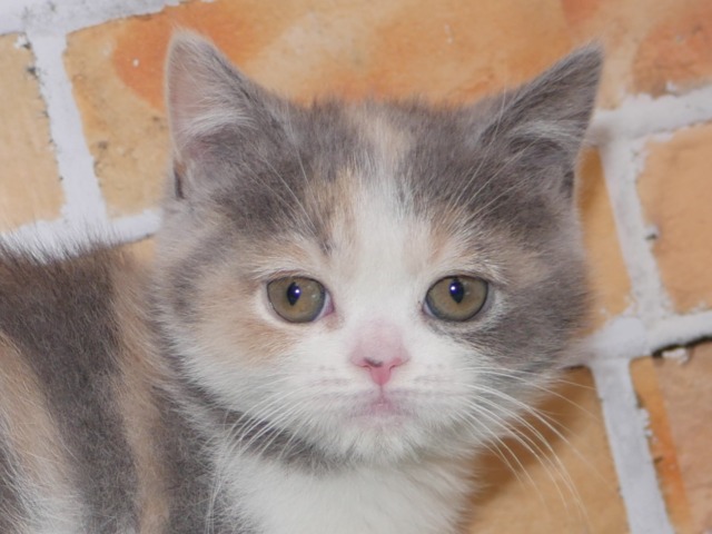 スコティッシュ・フォールド