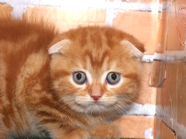 スコティッシュ・フォールド