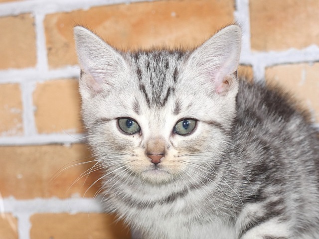 アメリカン・ショートヘア