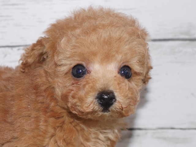 トイ・プードル　　　（ティーカップタイプ）