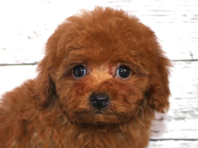 トイ・プードル