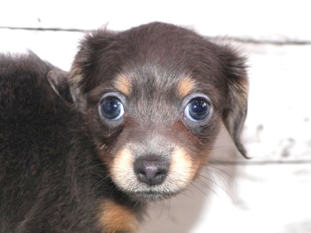 ハーフ犬（父親チワワ　母親カニンヘン　ダックス）