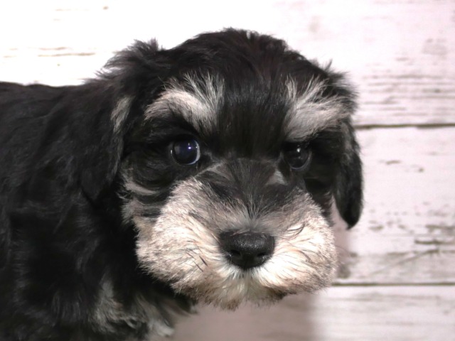 ミニチュア・シュナウザー