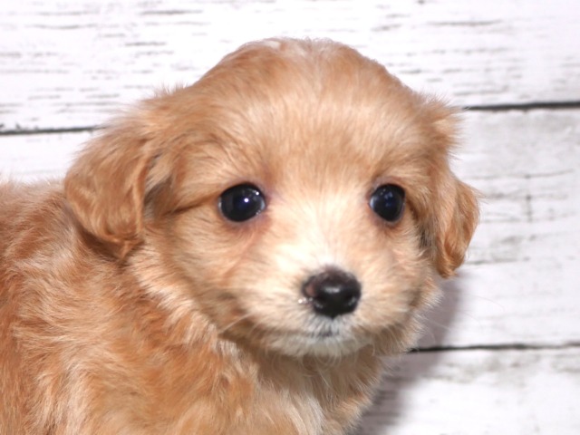 ハーフ犬（父親マルチーズ　母親トイ・プードル）