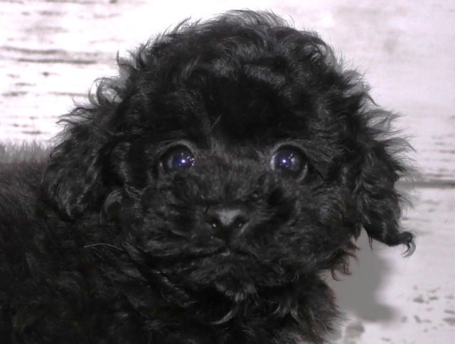 トイ・プードル