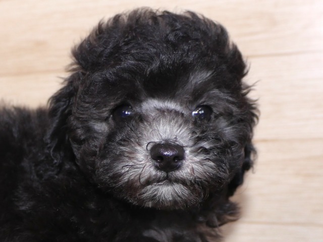 トイ・プードル