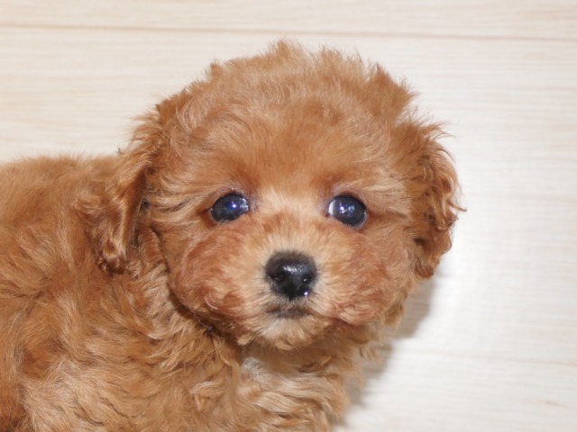 トイ・プードル