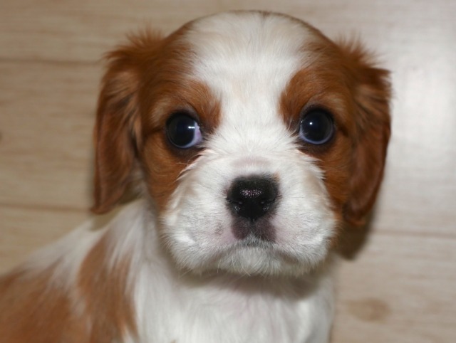 キャバリア・キングチャールズ・スパニエル
