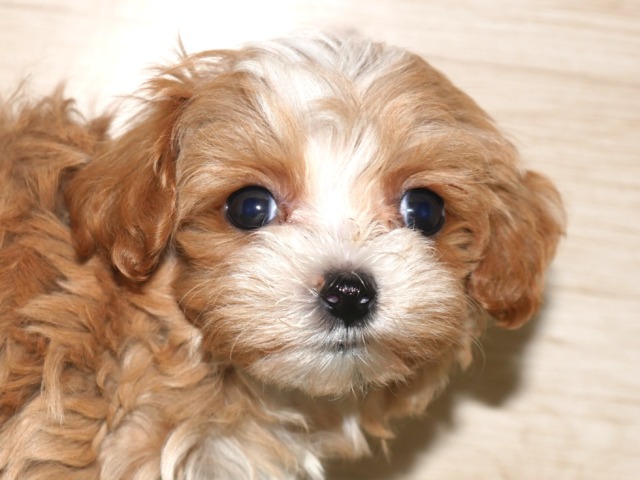 ハーフ犬(父親マルチーズ 母親トイ・プードル)