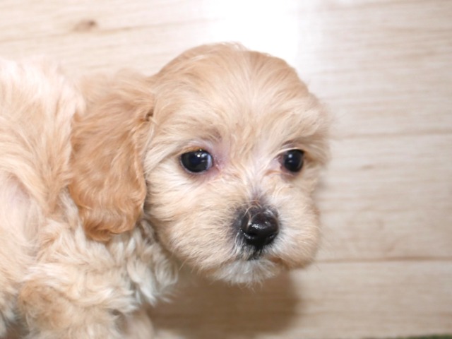 ハーフ犬(父親マルチーズ 母親トイ・プードル)