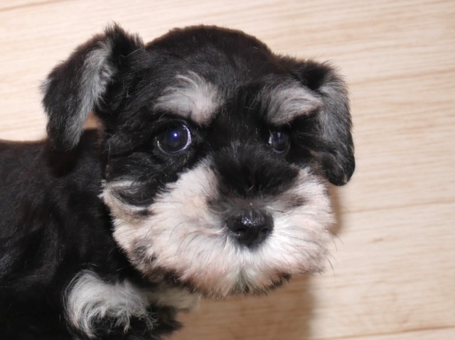 ミニチュア・シュナウザー