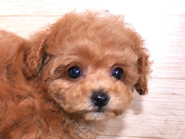 トイ・プードル