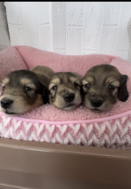 カニンヘン　ダックス