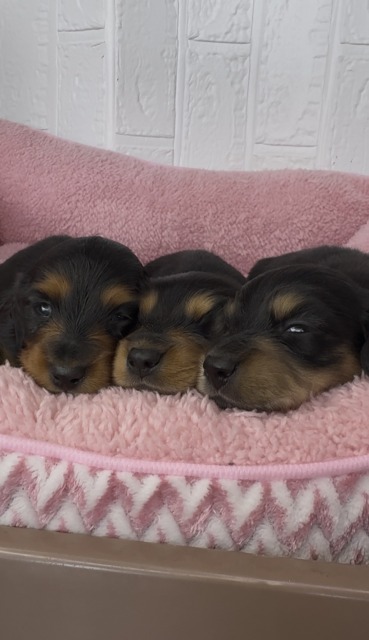 カニンヘン　ダックス