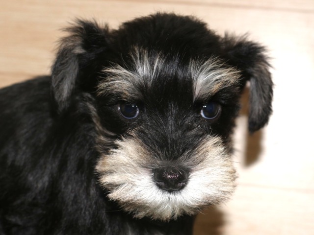 ミニチュア・シュナウザー