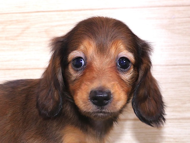 ミニチュア ダックス