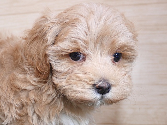 ハーフ犬（父親マルチーズ　母親トイ・プードル）