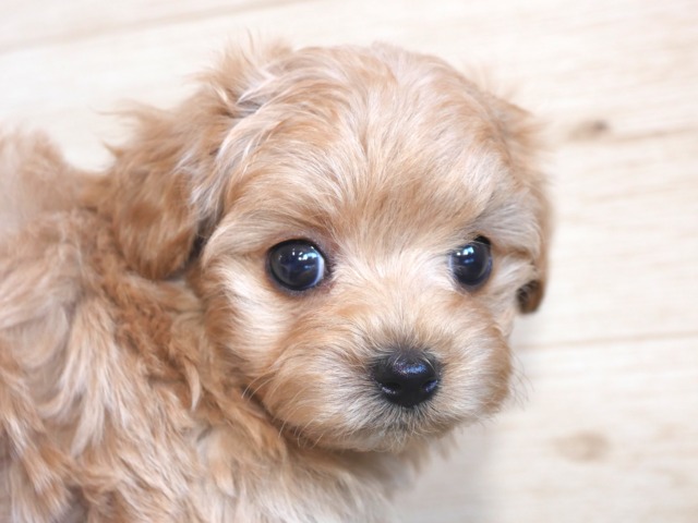 ハーフ犬（父親トイ・プードル　母親マルチーズ）
