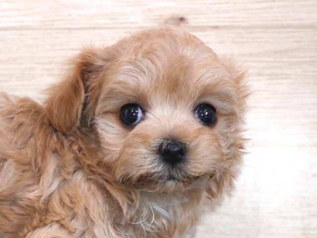ハーフ犬（父親トイ・プードル　母親マルチーズ）