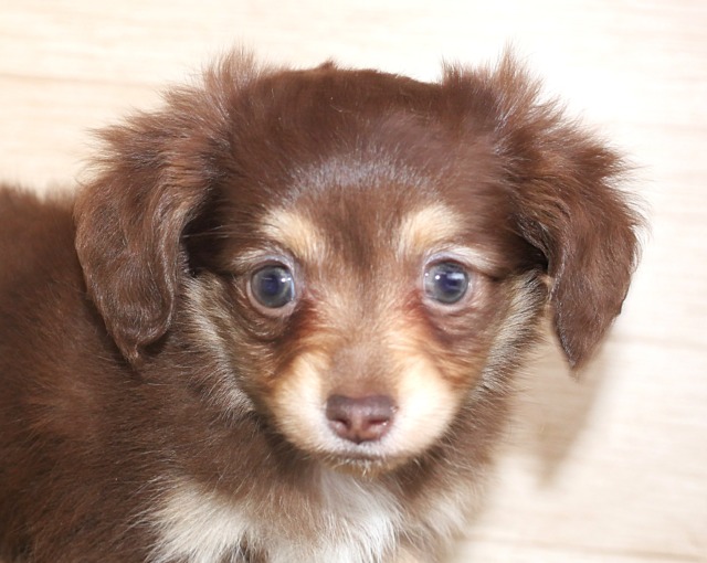 ハーフ犬（父親ミニチュア　ダックス　母親チワワ）