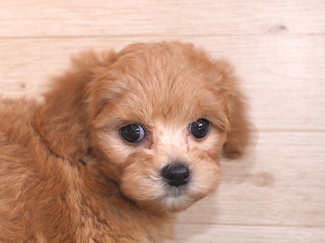 ハーフ犬（父親マルチーズ　母親トイ・プードル）