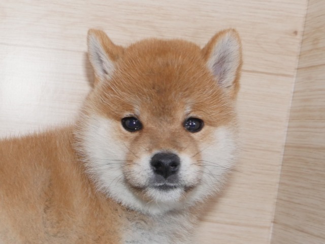 柴犬