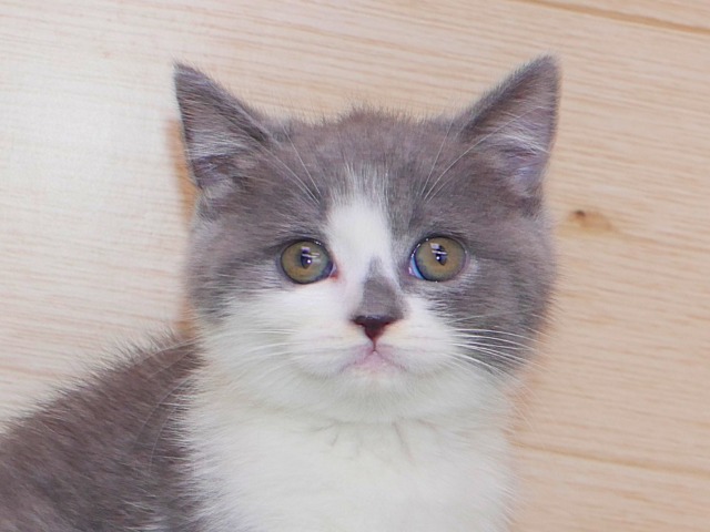 ブリティッシュ・ショートヘア