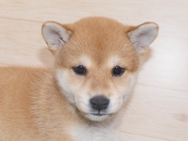 柴犬