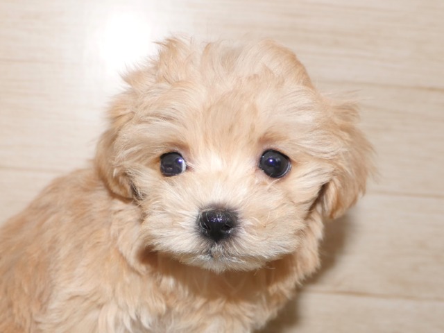 ハーフ犬(父親トイ・プードル 母親マルチーズ)