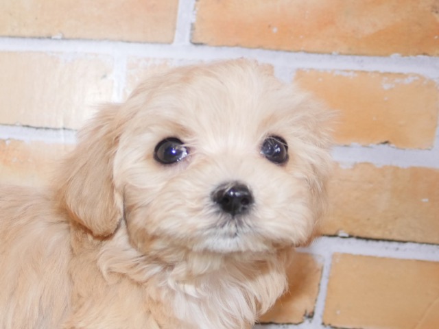 ハーフ犬（父親トイ・プードル　母親マルチーズ）