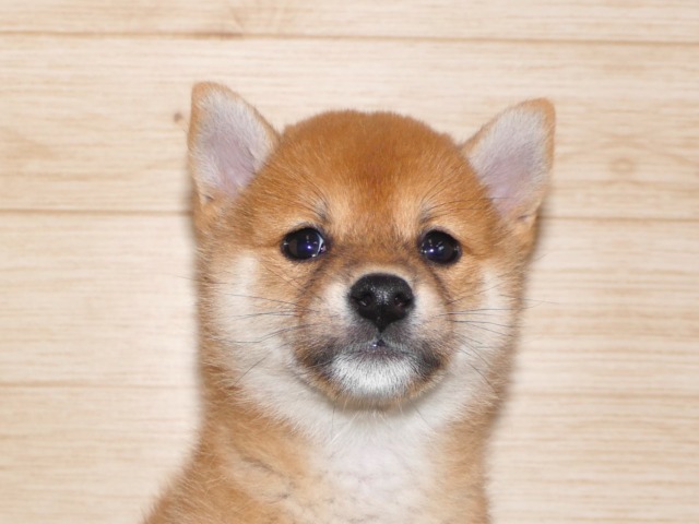 豆柴