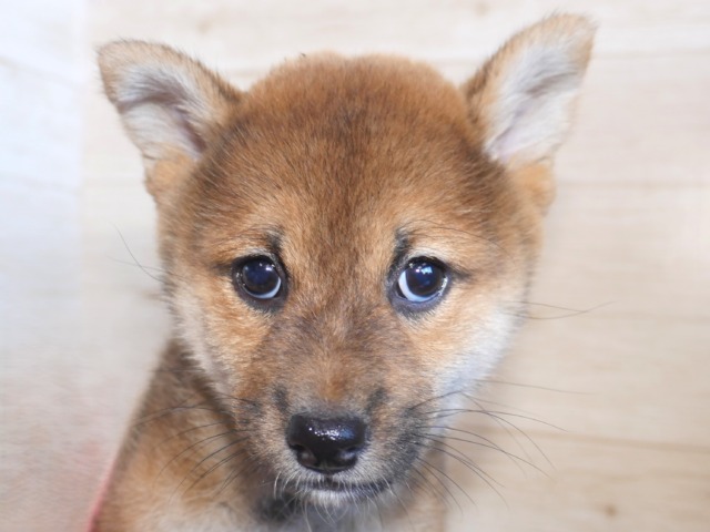柴犬