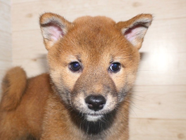 柴i犬